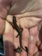 Desmognathus carolinensis