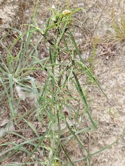 Tragopogon ucrainicus