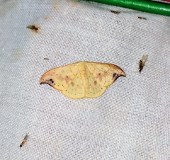 Tridrepana microcrocea