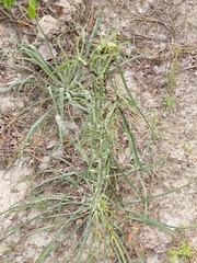 Tragopogon ucrainicus
