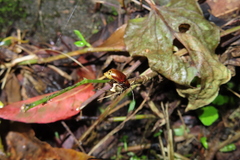 Gallerucida singularis