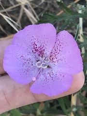 Clarkia bottae