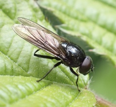 Cheilosia albitarsis