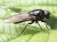 Cheilosia albitarsis