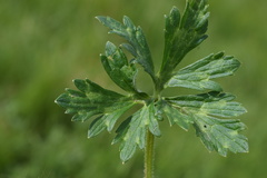 Ranunculus tuberosus