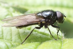 Cheilosia albitarsis