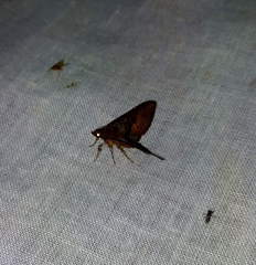 Diascia hayesi