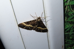 Harutalcis fumigata