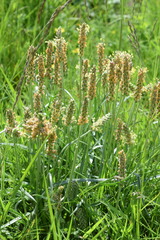 Plantago maritima serpentina