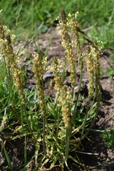 Plantago maritima serpentina
