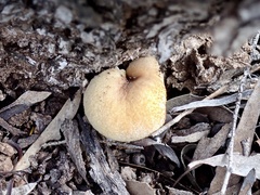Laetiporaceae