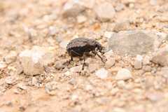 Brachycerus barbarus