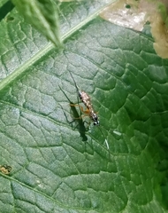 Sphelodon phoxopteridis