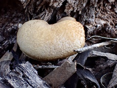 Laetiporaceae