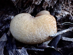 Laetiporaceae