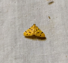 Xanthomelaena schematias