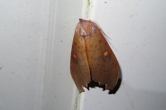 Euhampsonia formosana