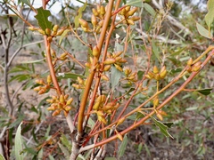 Eucalyptus oleosa oleosa