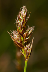 Carex tumulicola