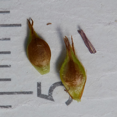 Carex tumulicola