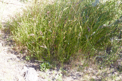 Carex tumulicola