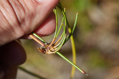 Eleocharis rostellata