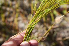 Eleocharis rostellata