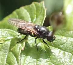 Cheilosia albitarsis