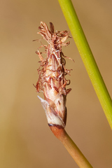 Eleocharis rostellata