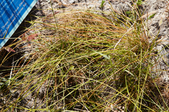 Eleocharis rostellata