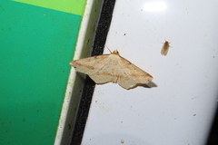 Pareclipsis serrulata