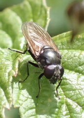 Cheilosia albitarsis