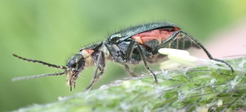 Common Malachite-beetle, Udenhout, North Brabant, NL, photo 6 of 10