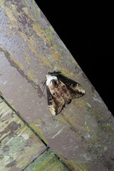 Hexafrenum