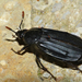 Shore Sexton Beetle - Photo (c) Bernard DUPONT, some rights reserved (CC BY-SA)