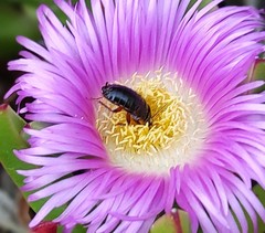 Loboptera decipiens