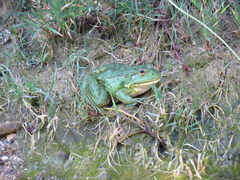Pelophylax ridibundus