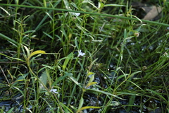 Lobelia stenophylla