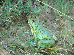 Pelophylax ridibundus
