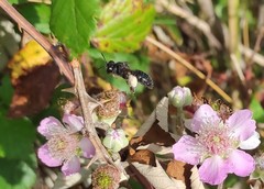 Andrena agilissima