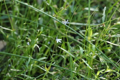 Lobelia stenophylla