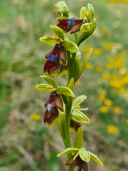 Ophrys insectifera aymoninii