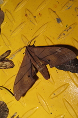 Marumba cristata bukaiana