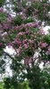 Lonchocarpus castilloi - Photo (c) eldaaurora, some rights reserved (CC BY-NC), uploaded by eldaaurora