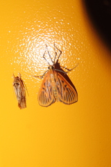 Tyspanodes striata