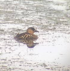 Thalassornis leuconotus