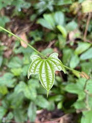 Dioscorea sansibarensis