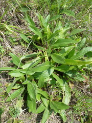 Cirsium canum
