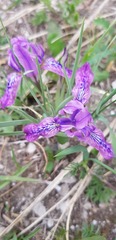 Iris tigridia