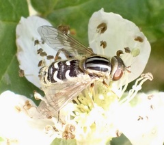 Anasimyia interpuncta